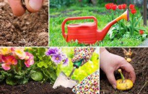 Calendario de siembra lunar de plantaciones del jardinero para julio de 2020.