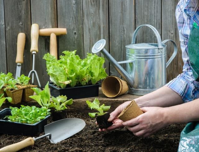 planting in the growing phase