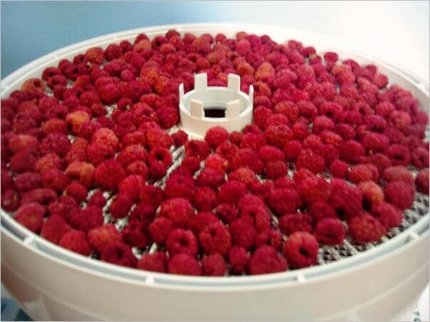 drying raspberries