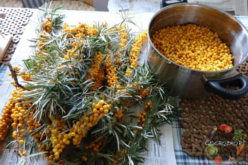 picking sea buckthorn