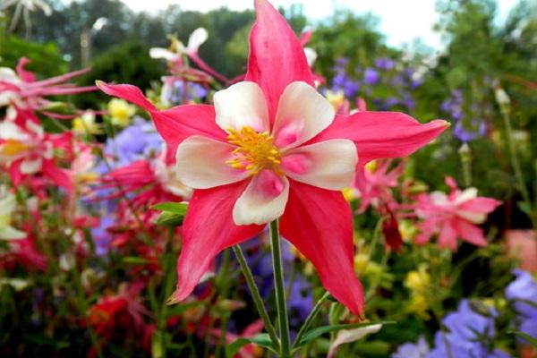 csillag aquilegia