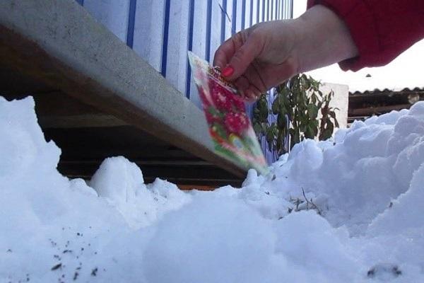 seeds in the snow