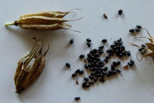 seeds from buds