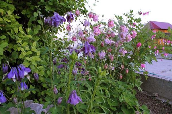 plante dans le parterre de fleurs