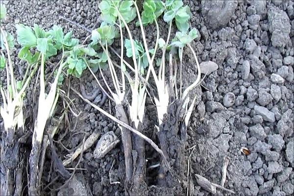 cuttings on the ground