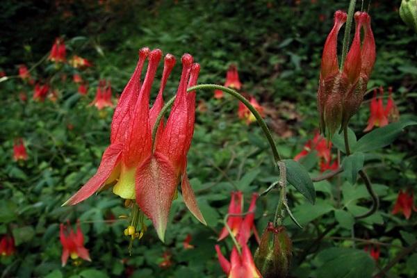 variedad canadiense