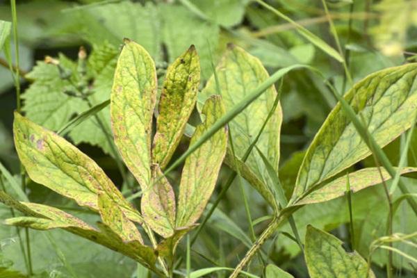 diseases on flowers