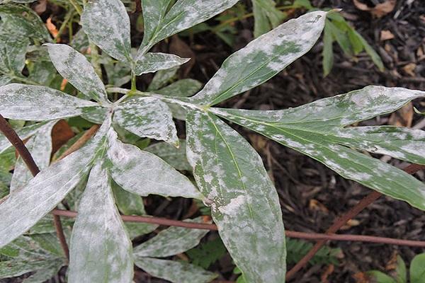 powdery mildew