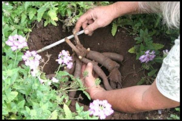 planting a flower