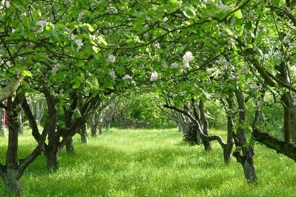 garden of trees