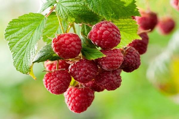 Descripción y características de la variedad de cereza Dyber, plantación y cuidados.