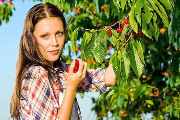 fruit picking