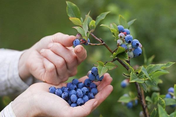 harvesting blueberries