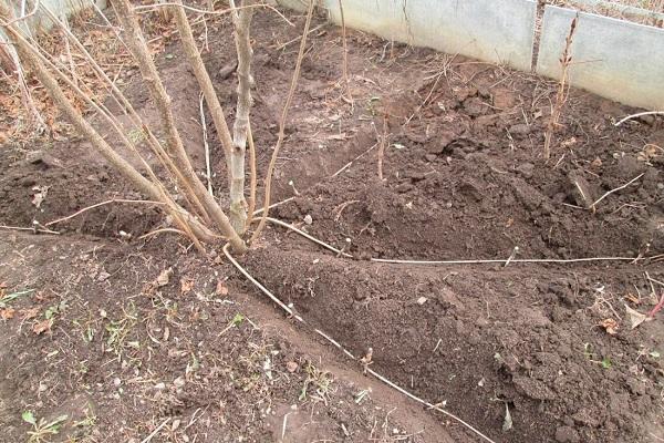 allotments for future