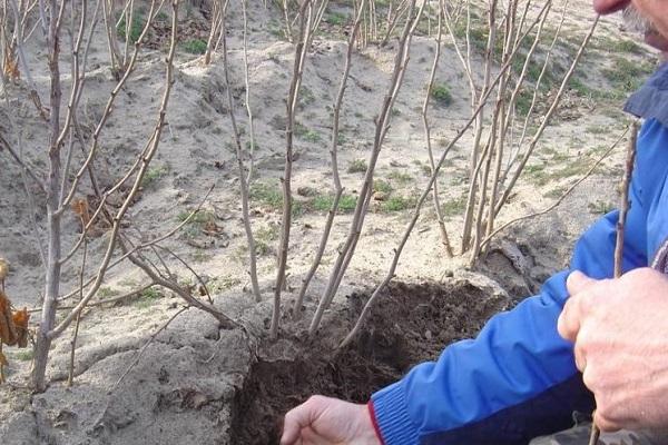 plantar un arbusto