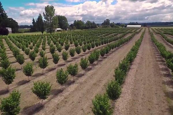 plantacion de arboles