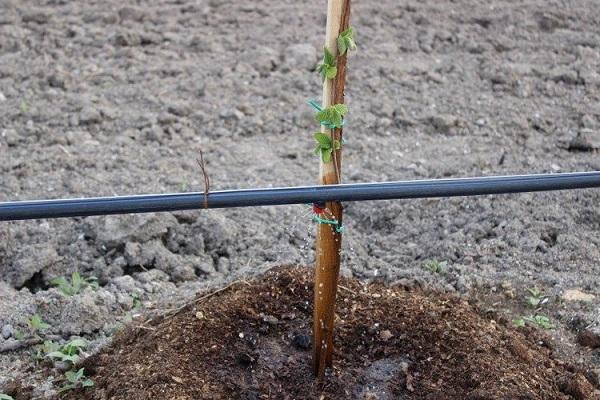 drip irrigation