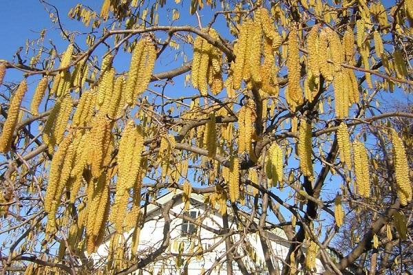 flor de avellano