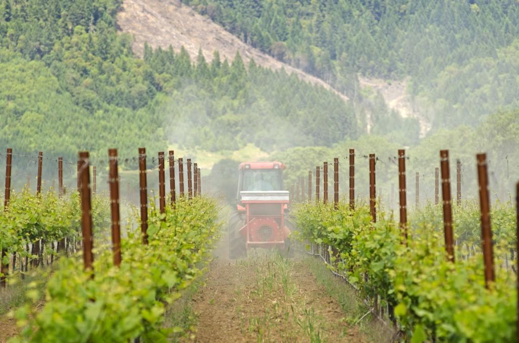 grape processing