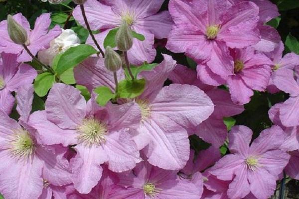 Clematis de Bouchaud