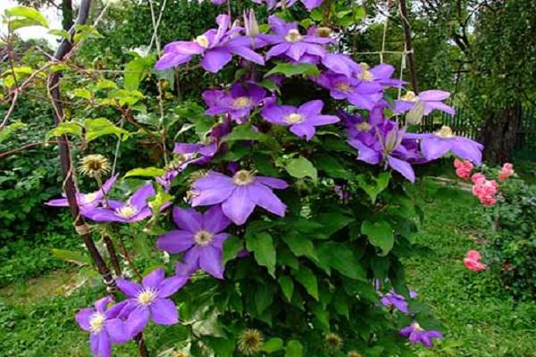 développement des fleurs