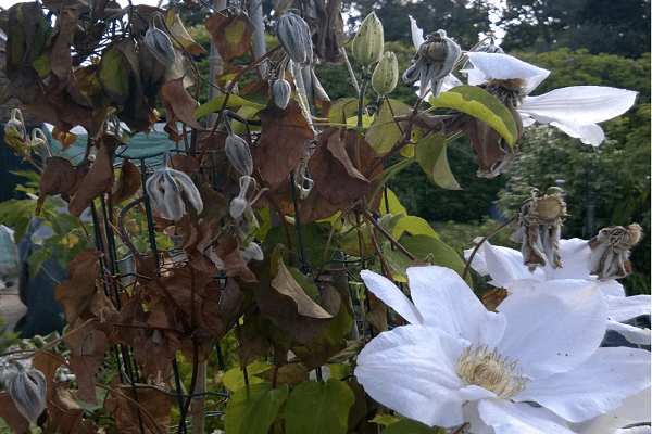 enfermedades para la floración