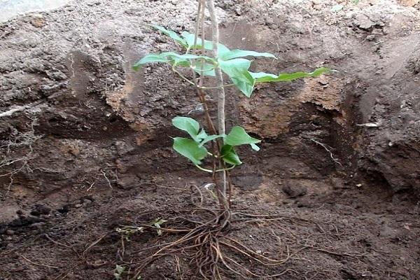 planting a plant