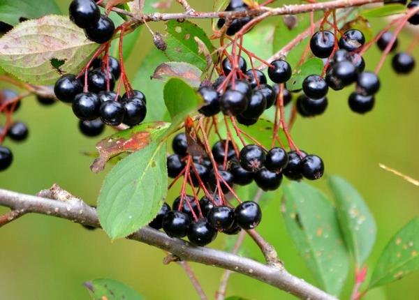 l'aronia