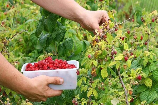 collect raspberries