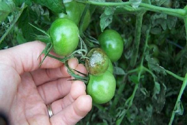 occurrence of late blight