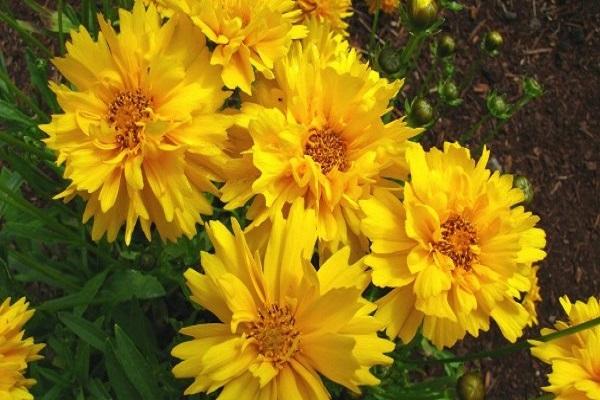 višegodišnja coreopsis