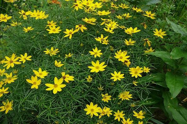 feuilles inhabituelles