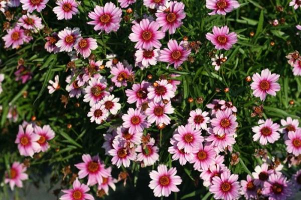 Flores rosadas