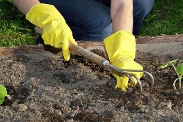 soltándose en un macizo de flores