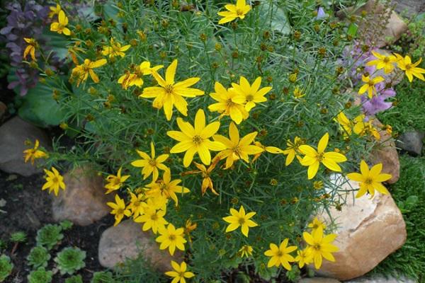 ressemble à une marguerite