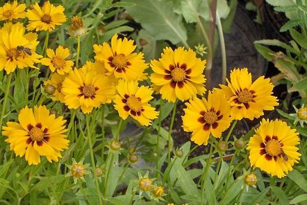 plantes à fleurs abondantes