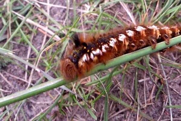 oruga en una rama