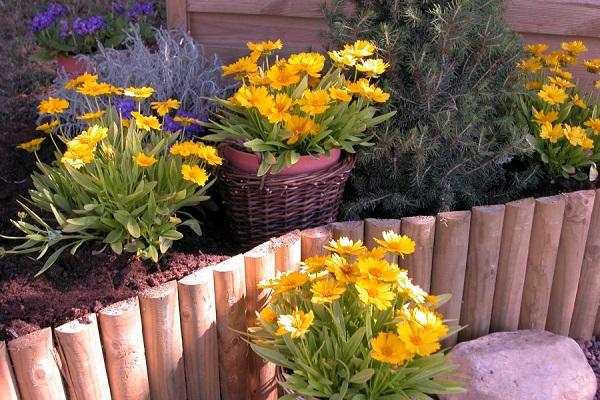 conception de parterre de fleurs