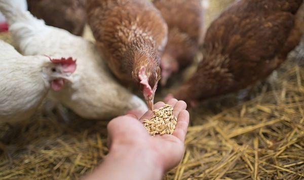 feeding chickens