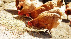 How many grams of feed should a hen give per day