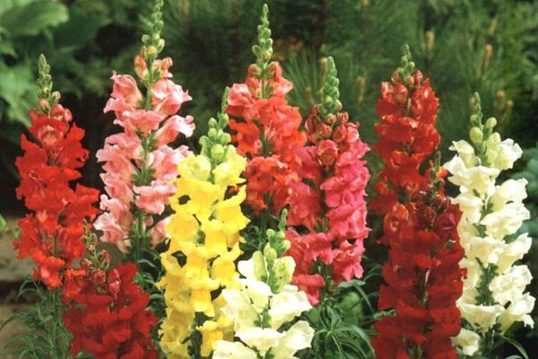 Snapdragon