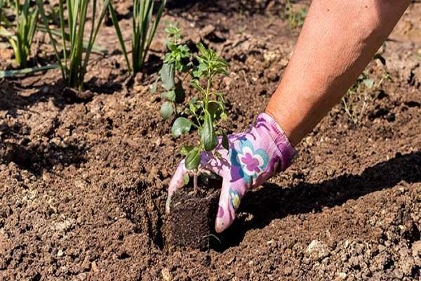 plante dans le sol