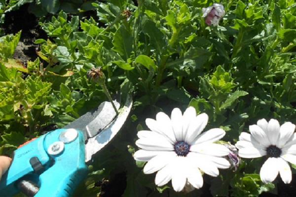 pruning for the winter