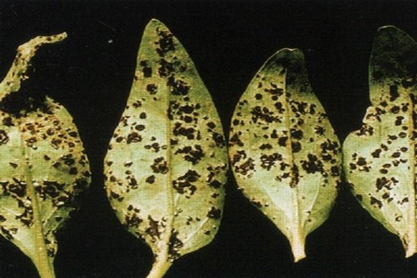 disease on flowers