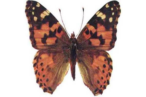 mariposas ovíparas