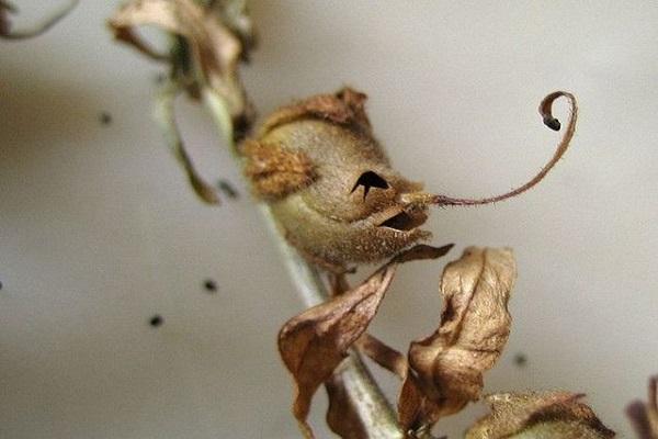 inflorescencia seca