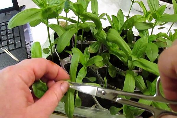 cuttings of flowers