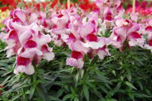 คำอธิบายของ snapdragons ยืนต้นที่ดีที่สุดการปลูกและการดูแลรักษา