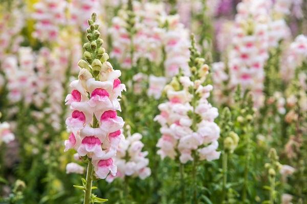 large flowers