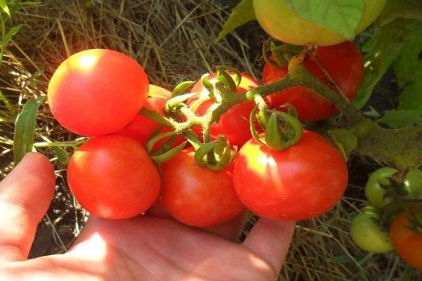 pick tomatoes